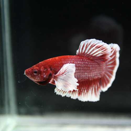 Betta Spendens Fancy Lavender Dombo Big Ear Male HM-BL-28042026-017 media 4