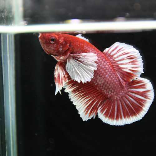 Betta Spendens Fancy Lavender Dombo Big Ear Male HM-BL-28042026-017 media 7
