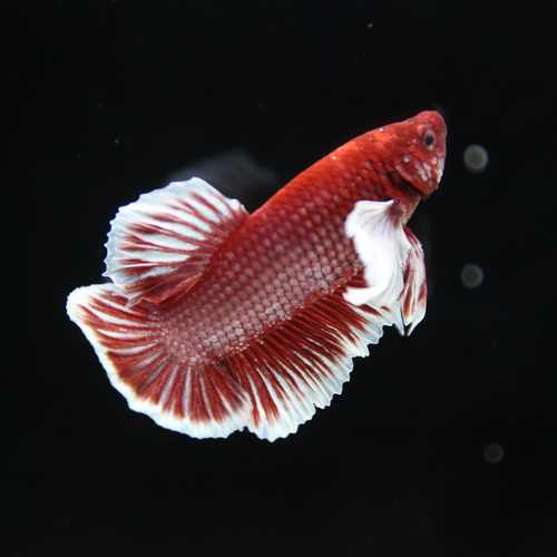 Betta Spendens Fancy Lavender Dombo Big Ear Male HM-BL-28042026-017 media 6