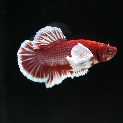 Betta Spendens Fancy Lavender Dombo Big Ear Male HM-BL-28042026-017