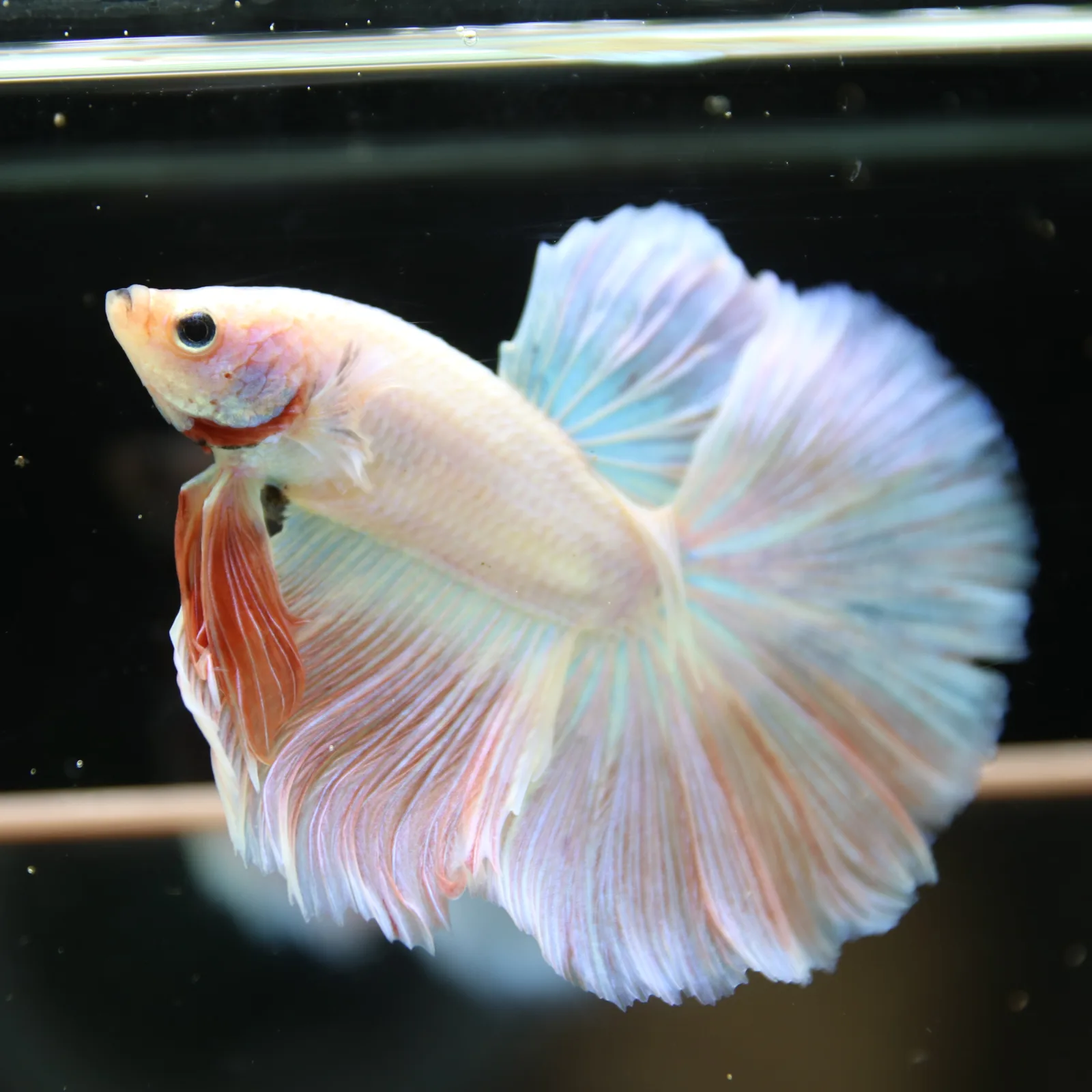 Betta Spendens Fancy Half Moon Light Marble Male HM-BL-12052026-001 media 3