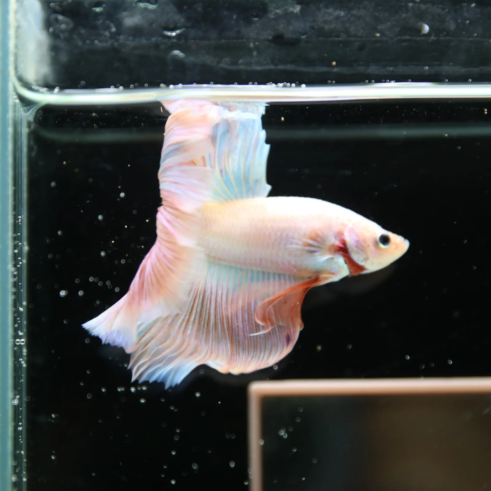 Betta Spendens Fancy Half Moon Light Marble Male HM-BL-12052026-001 media 6