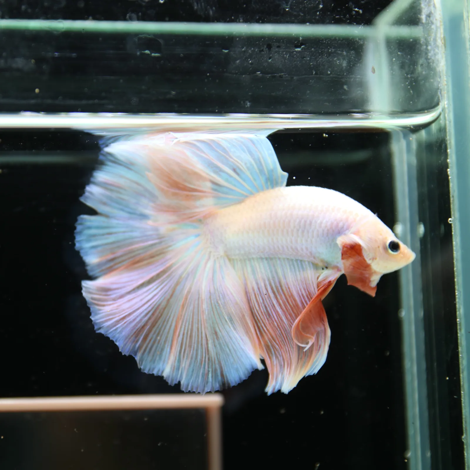 Betta Spendens Fancy Half Moon Light Marble Male HM-BL-12052026-001 media 7