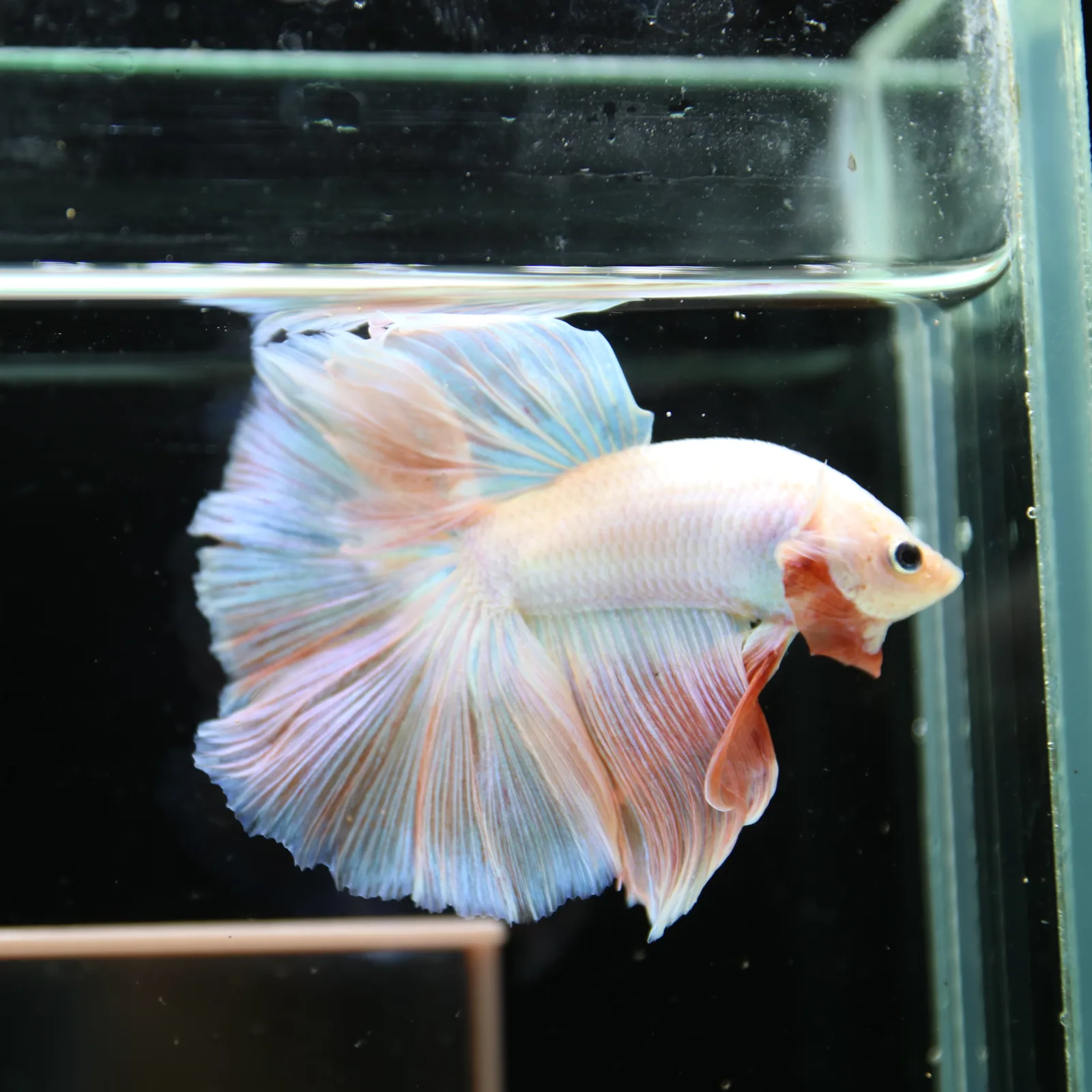 Betta Spendens Fancy Half Moon Light Marble Male HM-BL-12052026-001 media 8