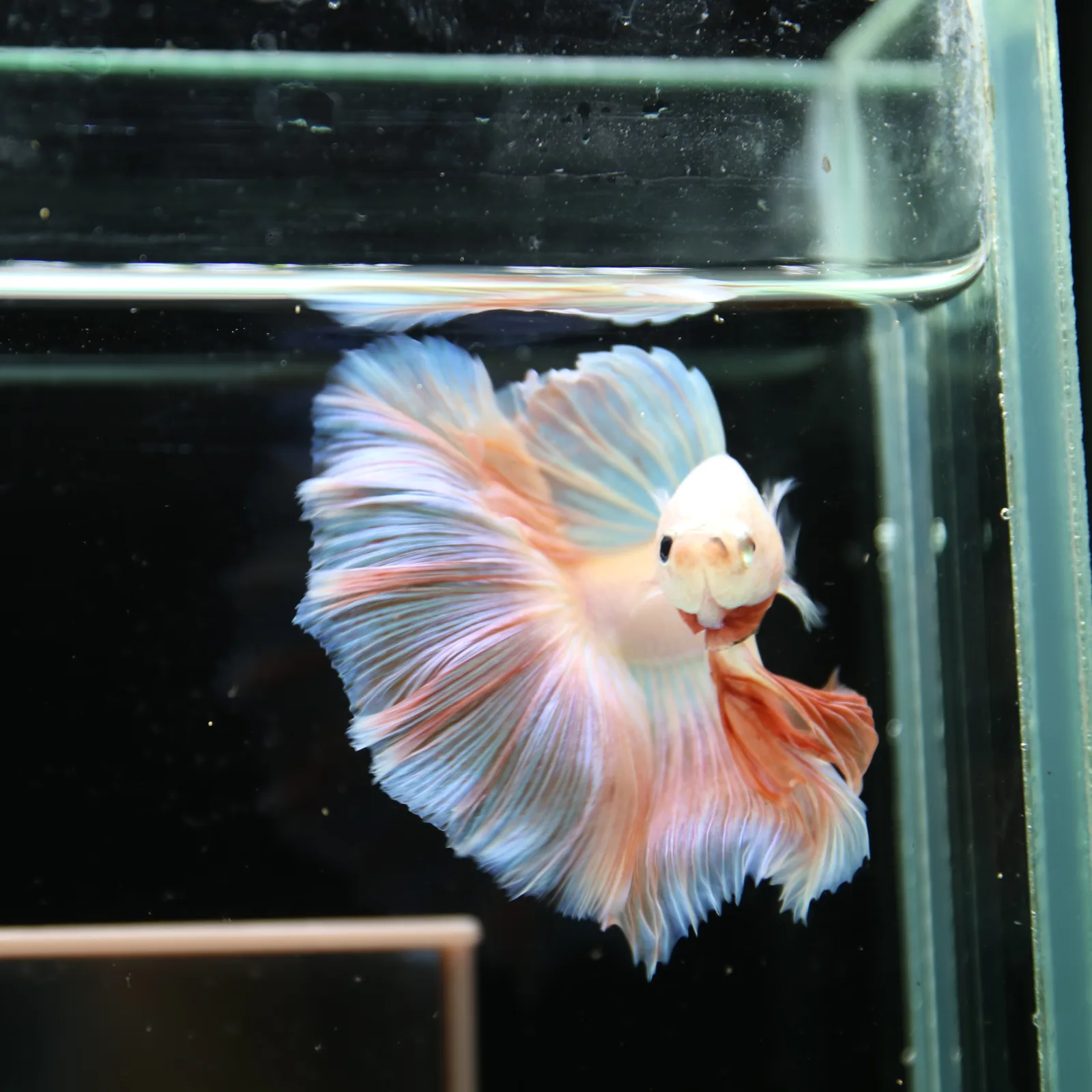 Betta Spendens Fancy Half Moon Light Marble Male HM-BL-12052026-001 media 9