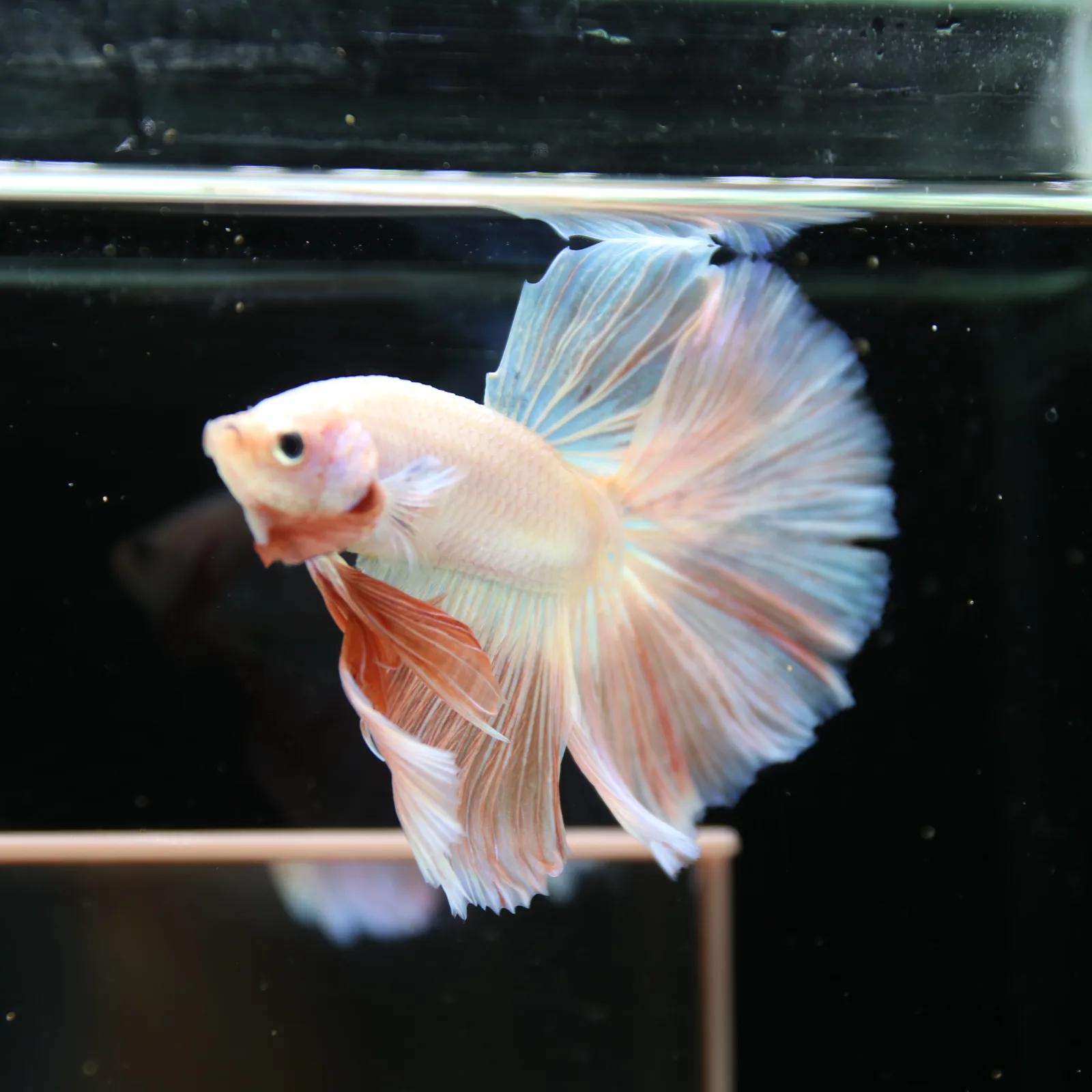 Betta Spendens Fancy Half Moon Light Marble Male HM-BL-12052026-001 media 10