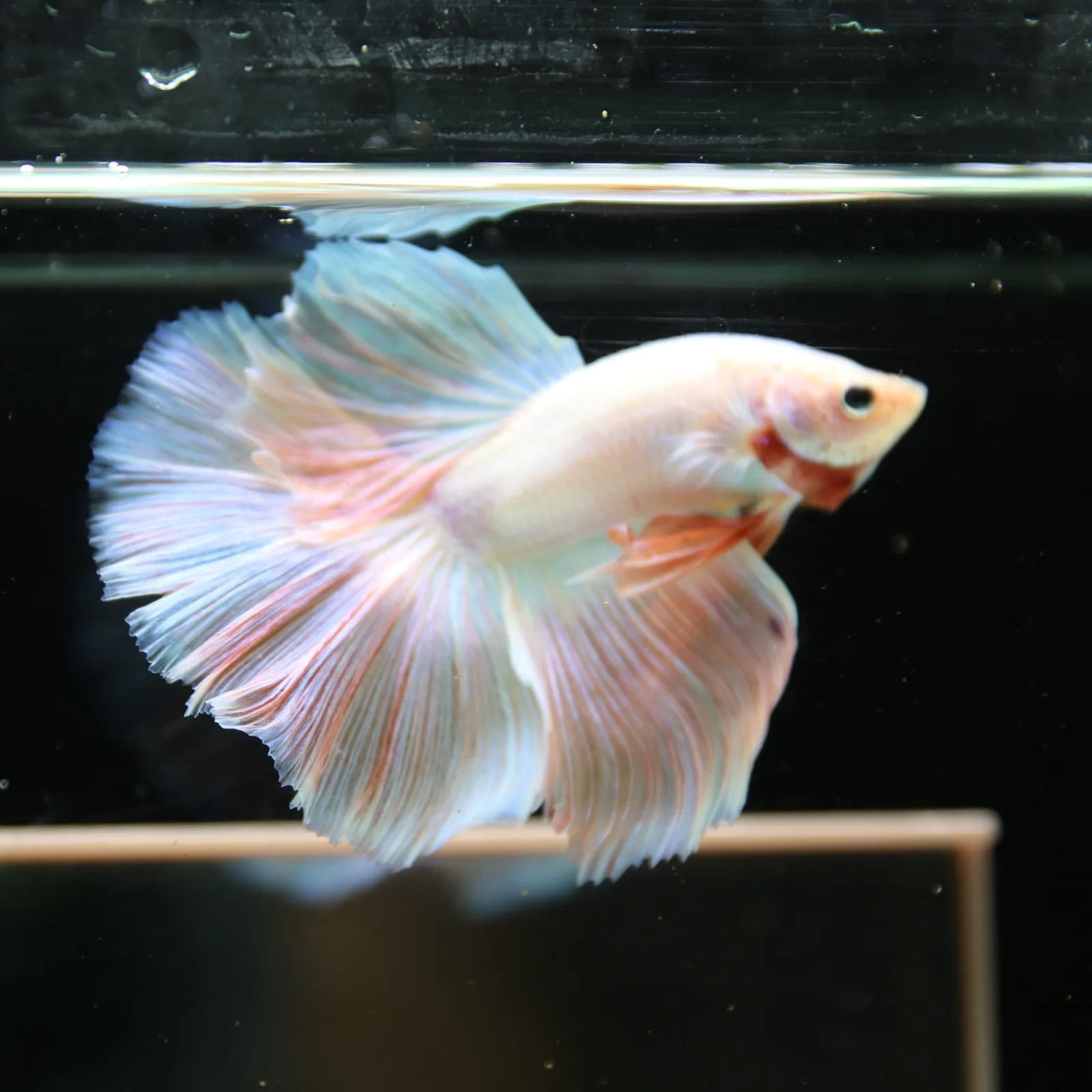Betta Spendens Fancy Half Moon Light Marble Male HM-BL-12052026-001 media 12