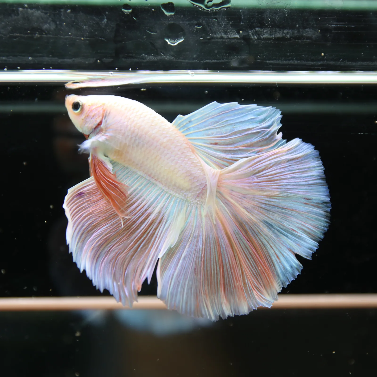Betta Spendens Fancy Half Moon Light Marble Male HM-BL-12052026-001 media 13