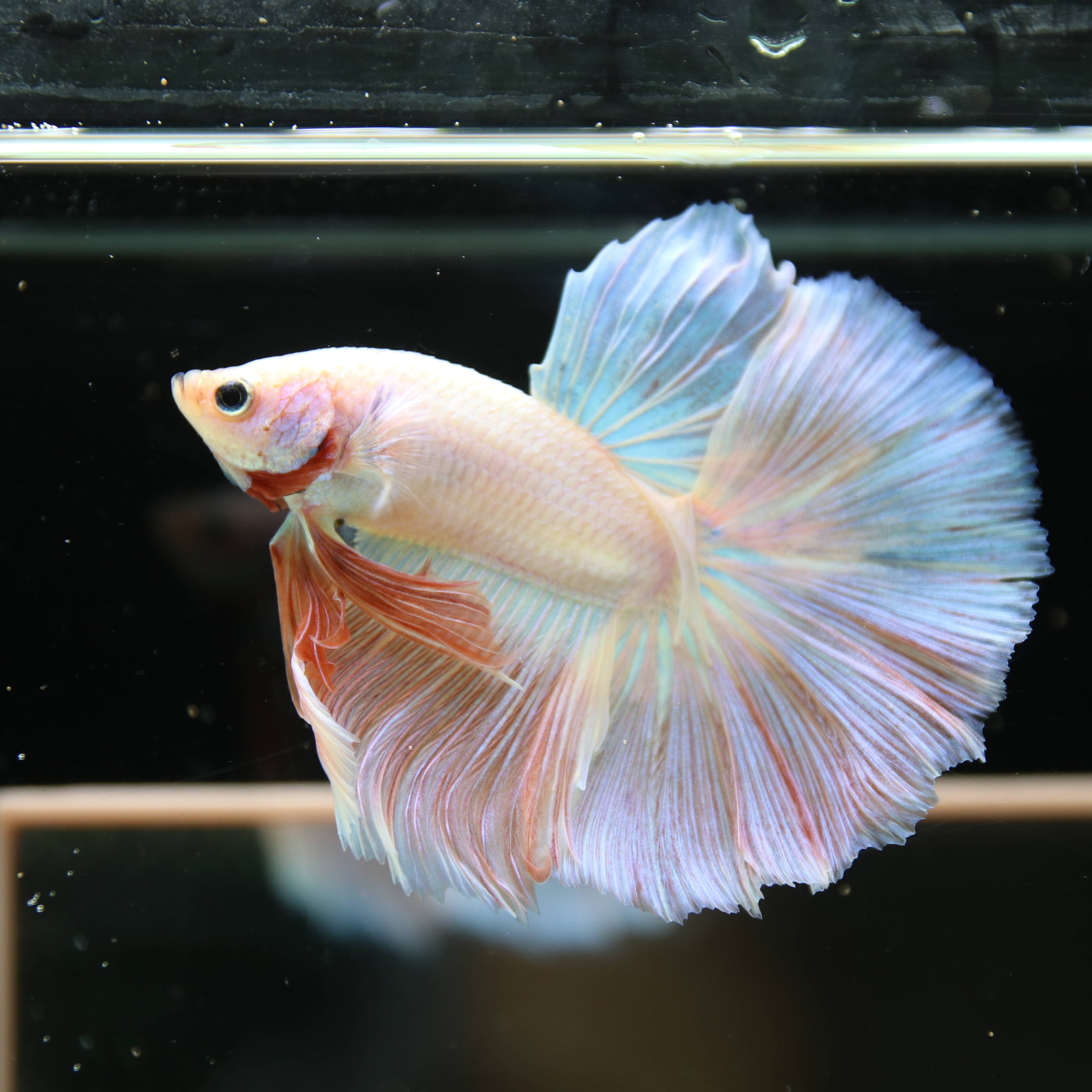 Betta Spendens Fancy Half Moon Light Marble Male HM-BL-12052026-001