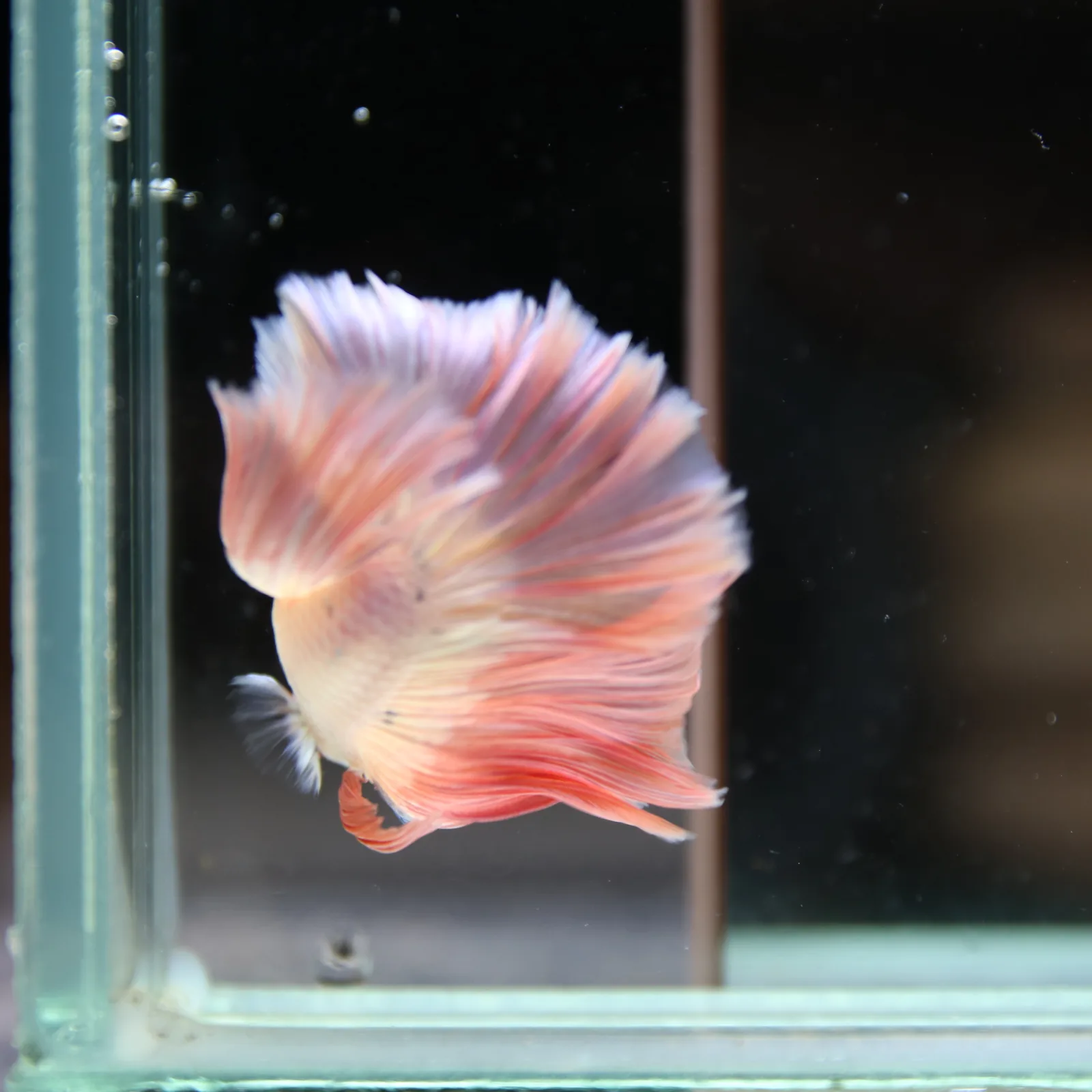 Betta Spendens Fancy Half Moon Light Marble Male HM-BL-12052026-002 media 3