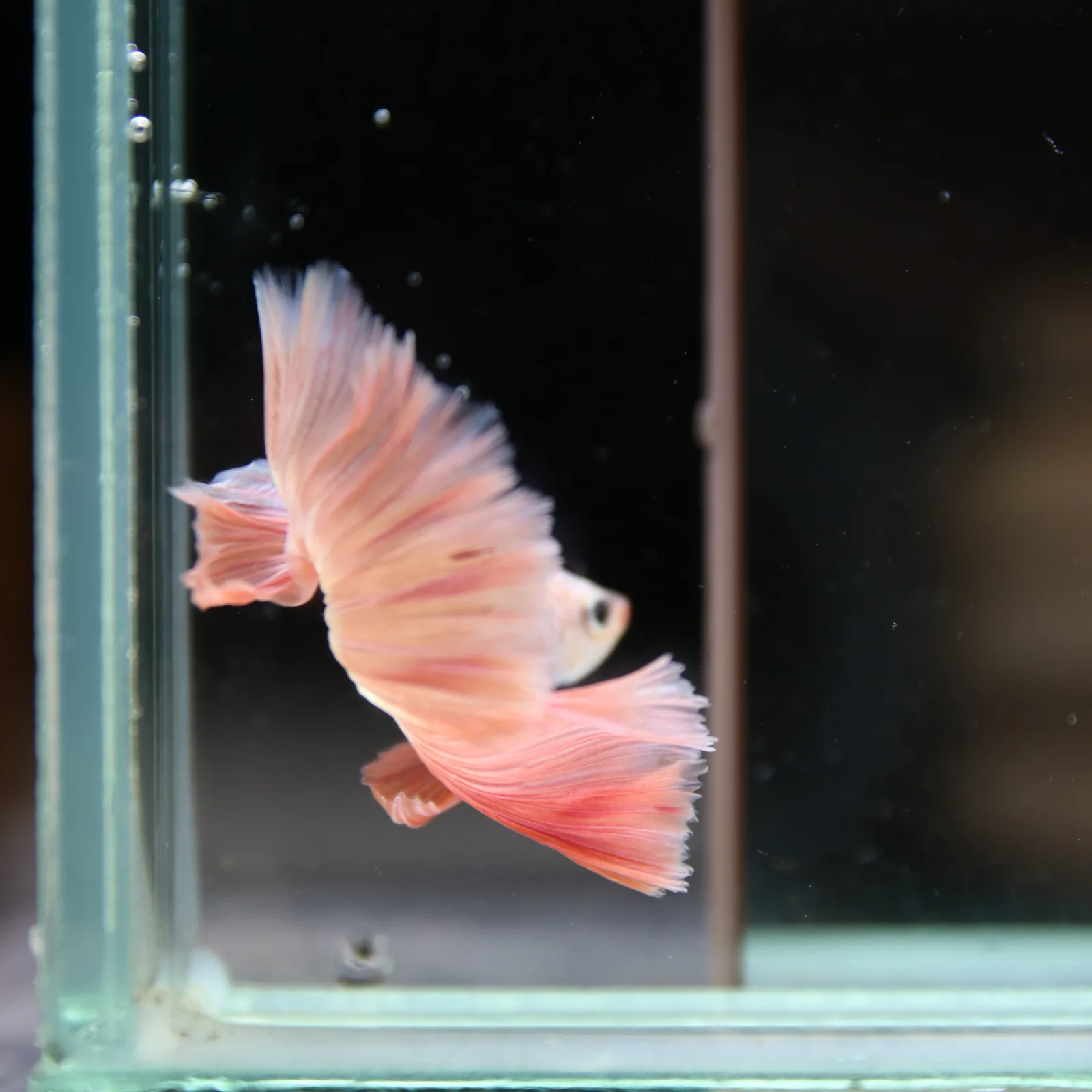 Betta Spendens Fancy Half Moon Light Marble Male HM-BL-12052026-002 media 4