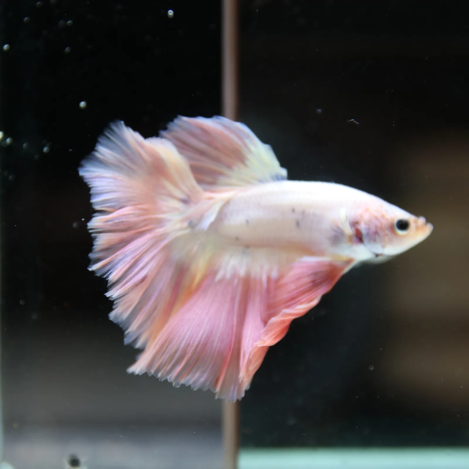 Betta Spendens Fancy Half Moon Light Marble Male HM-BL-12052026-002 media 6