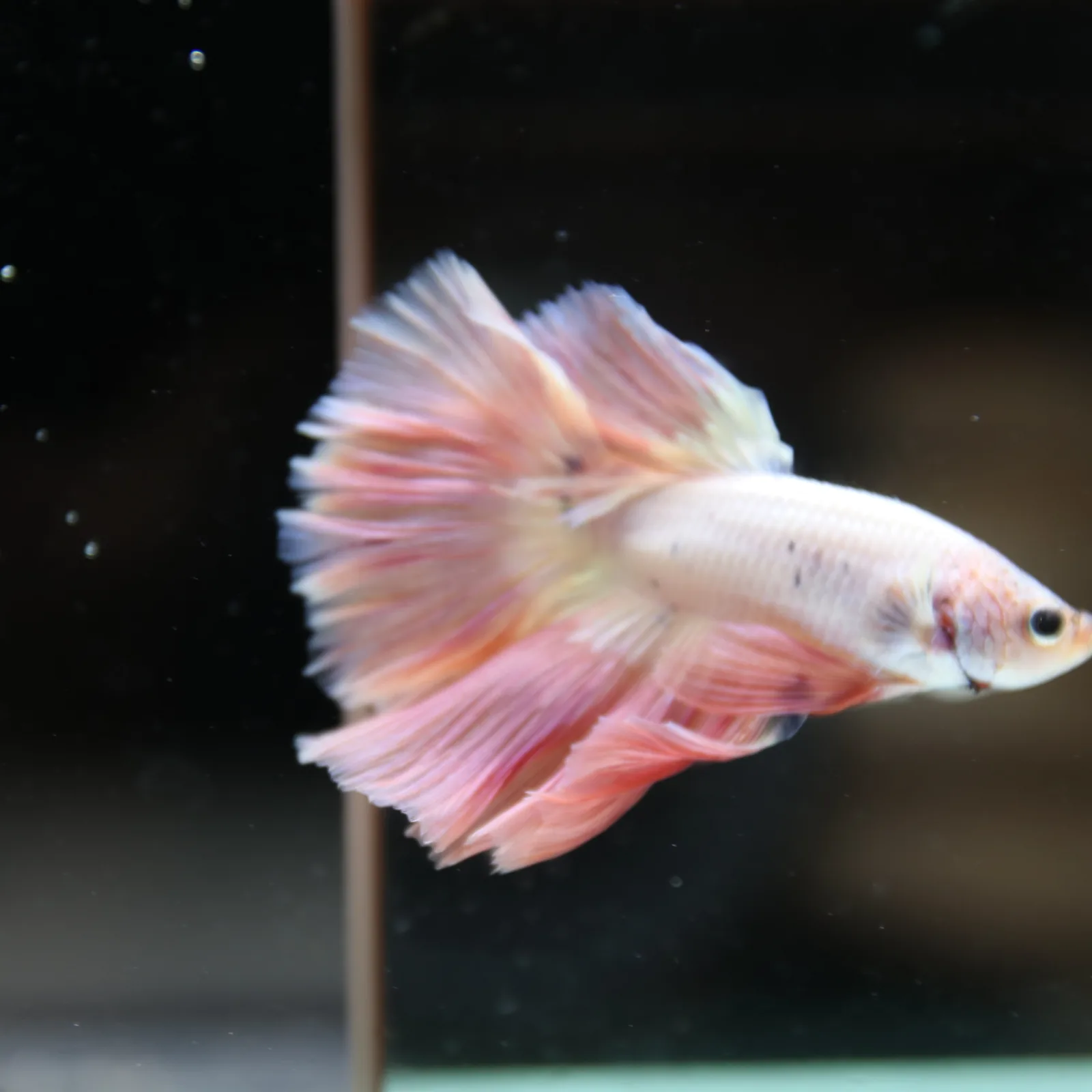 Betta Spendens Fancy Half Moon Light Marble Male HM-BL-12052026-002 media 7