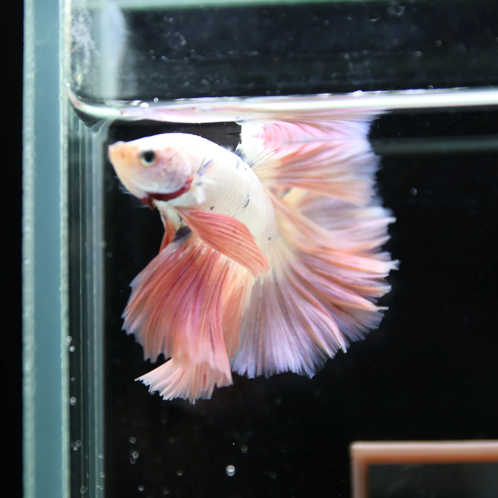 Betta Spendens Fancy Half Moon Light Marble Male HM-BL-12052026-002 media 13