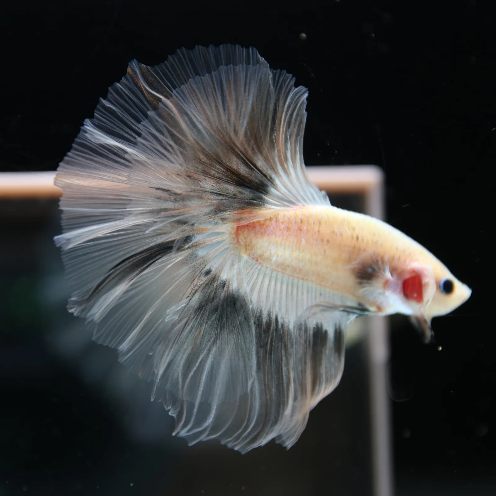 Betta Spendens Fancy Half Moon Light Marble Male HM-BL-12052026-003 media 3