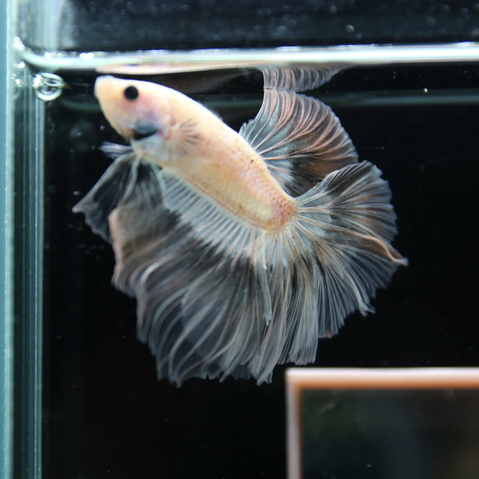 Betta Spendens Fancy Half Moon Light Marble Male HM-BL-12052026-003 media 7