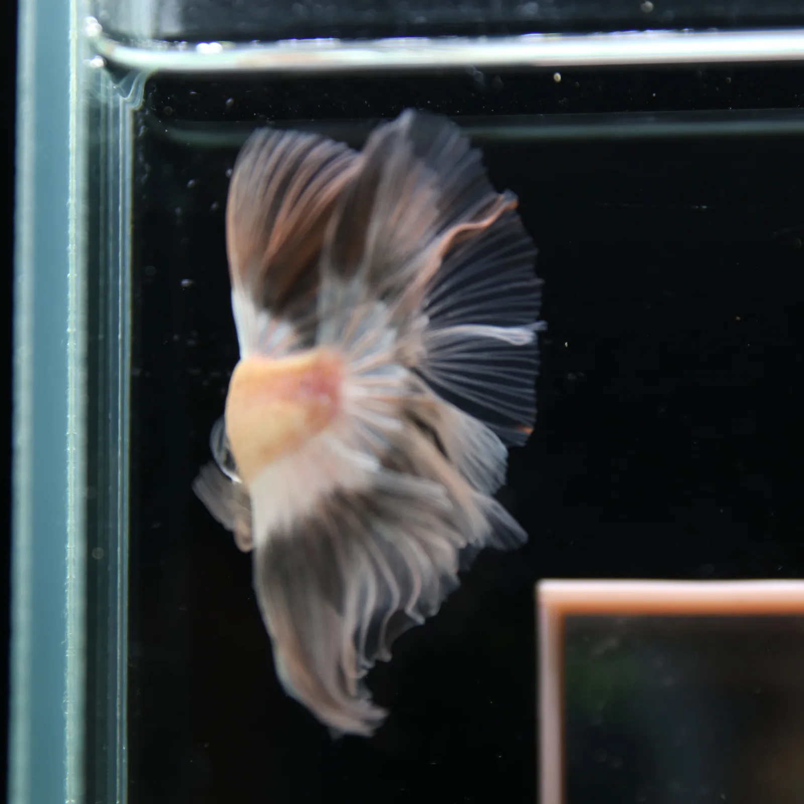 Betta Spendens Fancy Half Moon Light Marble Male HM-BL-12052026-003 media 8