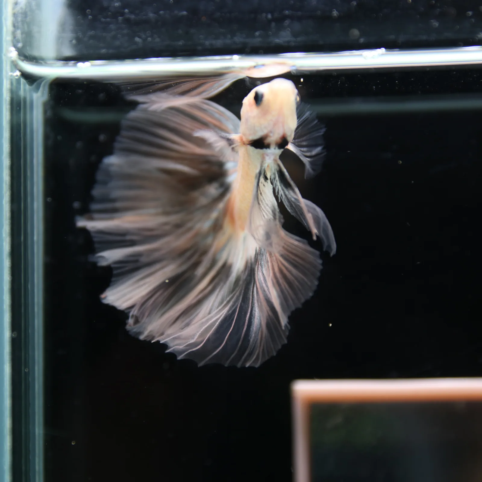 Betta Spendens Fancy Half Moon Light Marble Male HM-BL-12052026-003 media 10