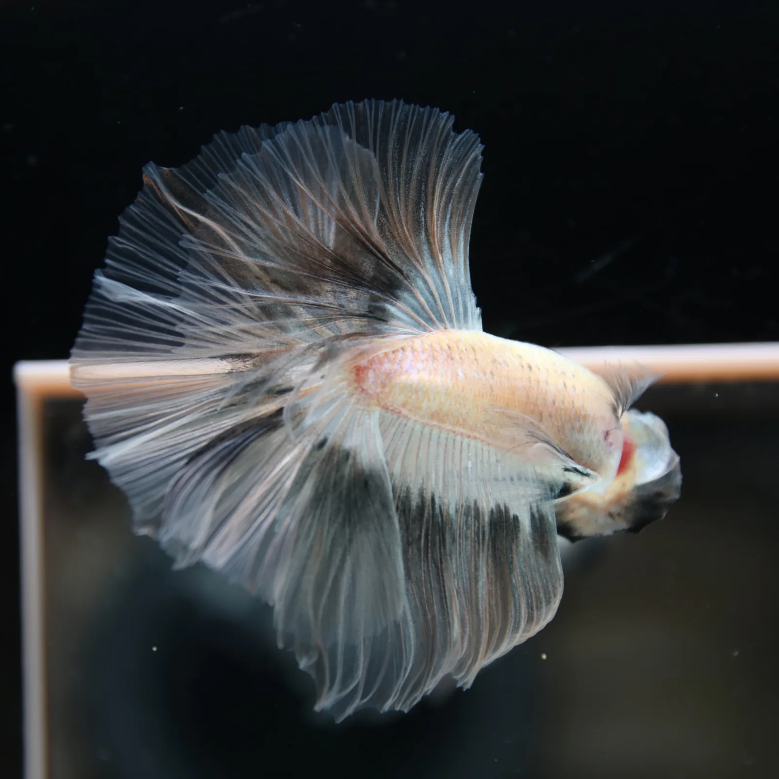 Betta Spendens Fancy Half Moon Light Marble Male HM-BL-12052026-003 media 11