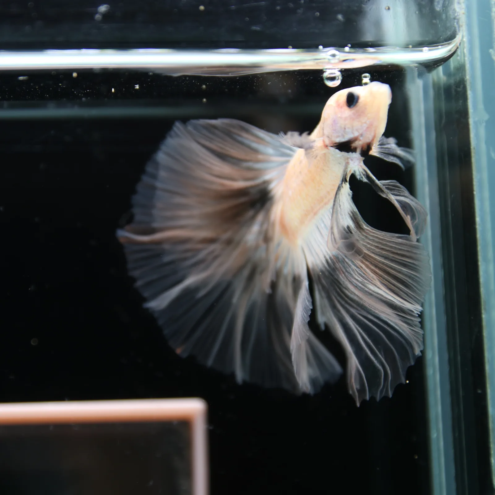Betta Spendens Fancy Half Moon Light Marble Male HM-BL-12052026-003 media 13