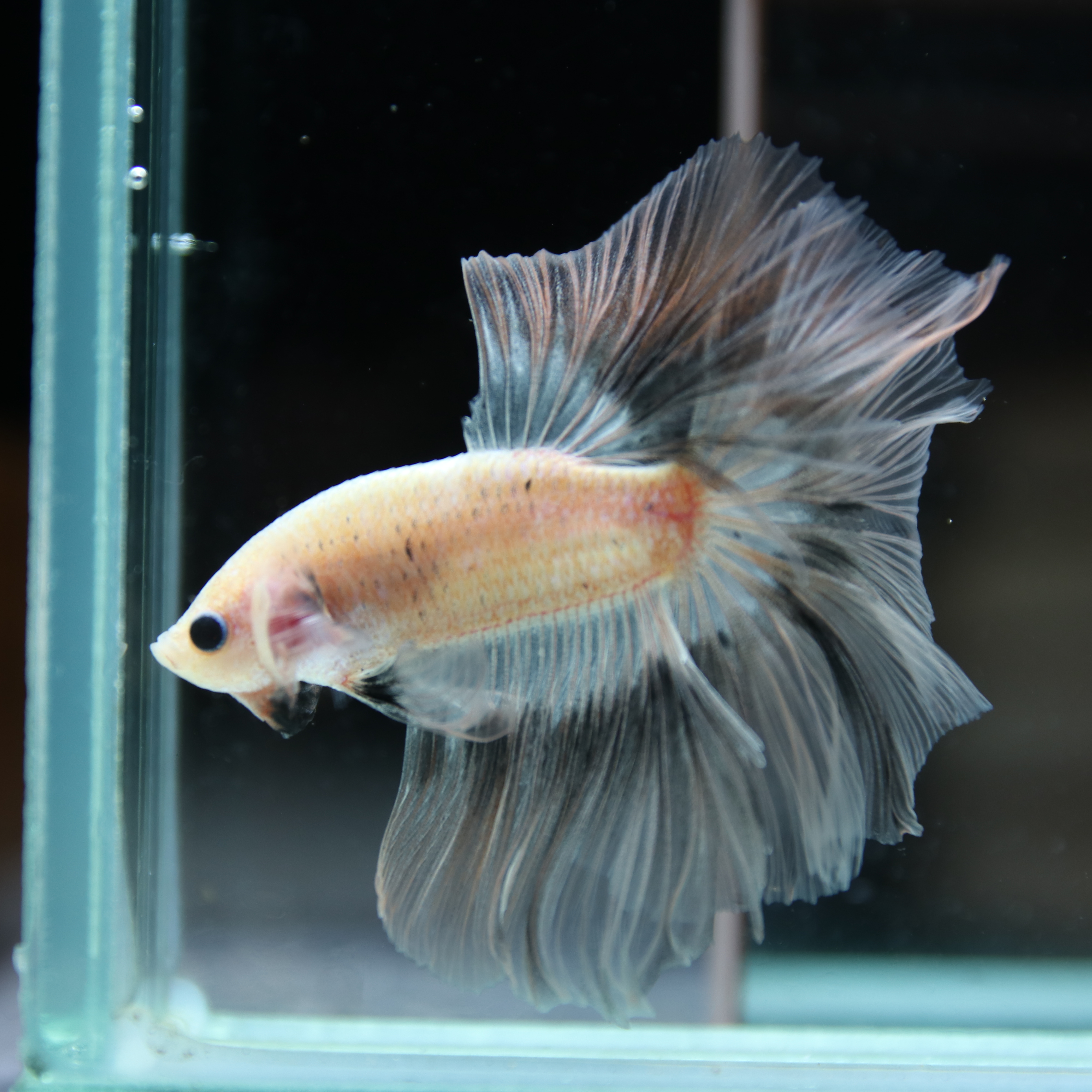 Betta Spendens Fancy Half Moon Light Marble Male HM-BL-12052026-003