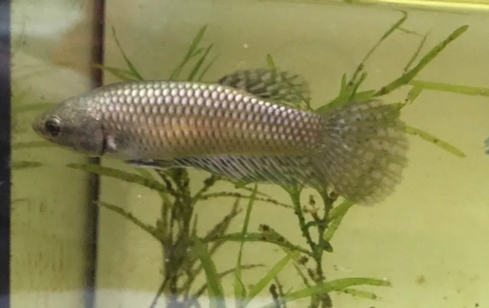 1 Pair Live Betta Fish Hybrid Alien Copper Premium Grade Male Female Wild media 2