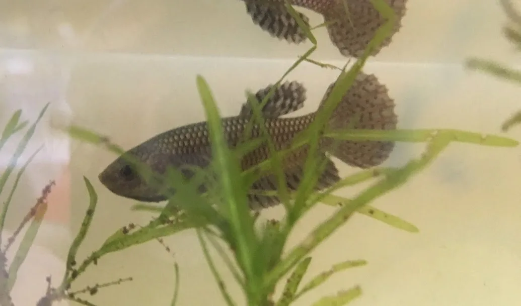 1 Pair Live Betta Fish Hybrid Alien Copper Premium Grade Male Female Wild media 3