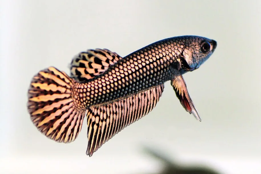 1 Pair Live Betta Fish Hybrid Alien Copper Premium Grade Male Female Wild media 7