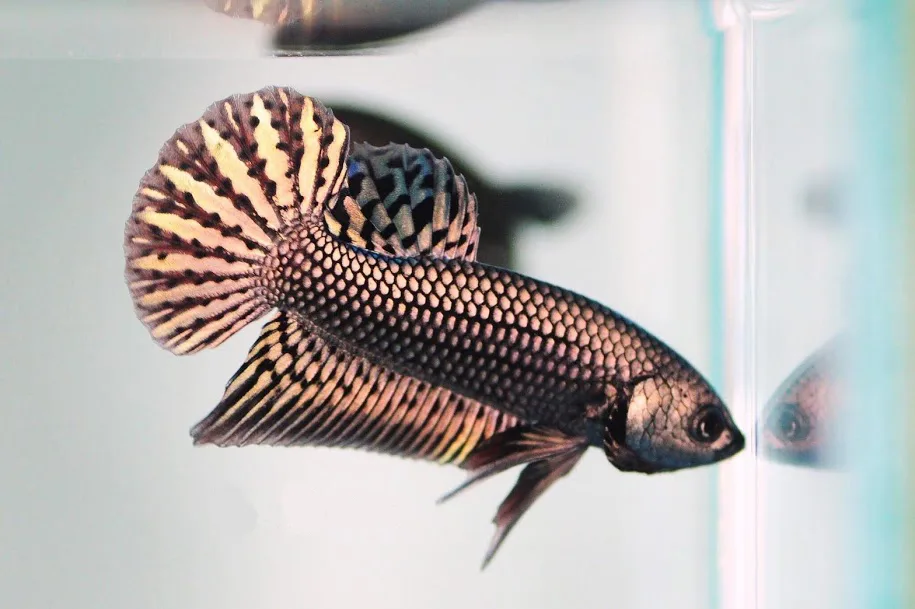 1 Pair Live Betta Fish Hybrid Alien Copper Premium Grade Male Female Wild media 5