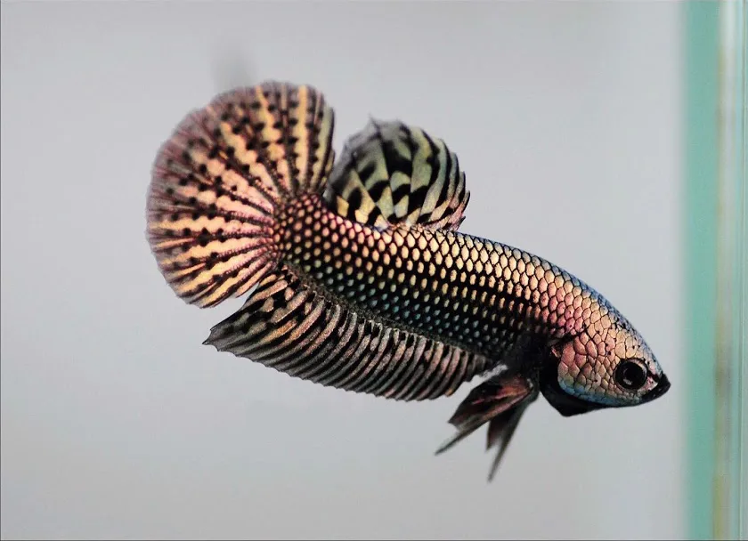 1 Pair Live Betta Fish Hybrid Alien Copper Premium Grade Male Female Wild media 6