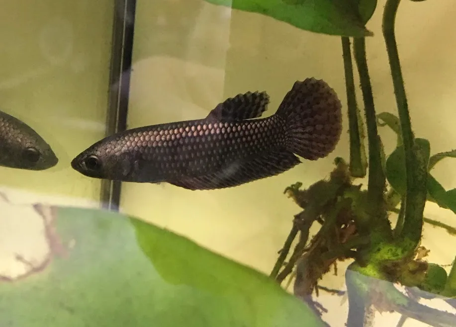 1 Pair Live Betta Fish Hybrid Alien Copper Premium Grade Male Female Wild media 4