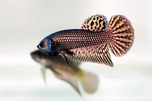 1 Pair Live Betta Fish Hybrid Alien Copper Premium Grade Male Female Wild