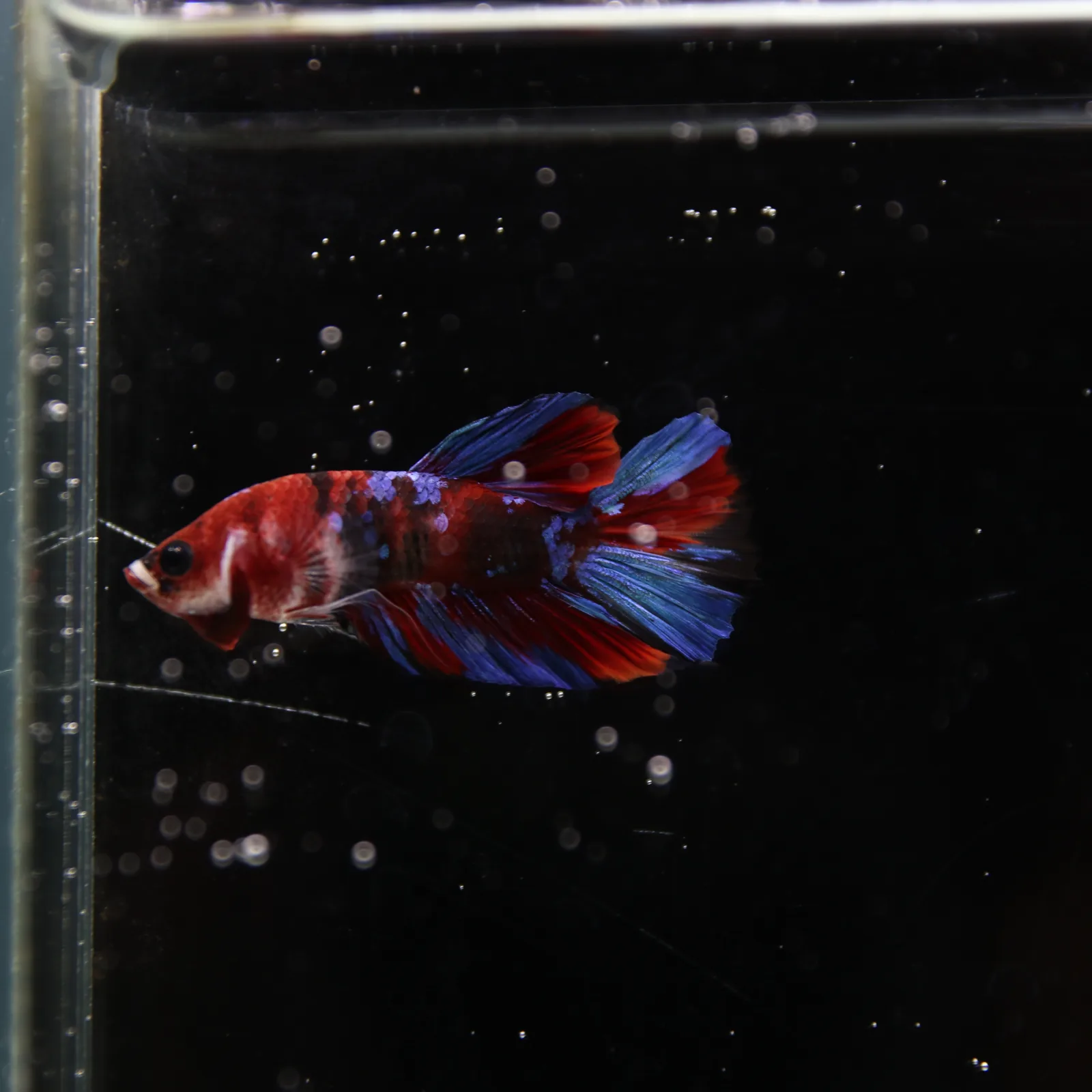 Betta Live Fish HMPK Candy media 2
