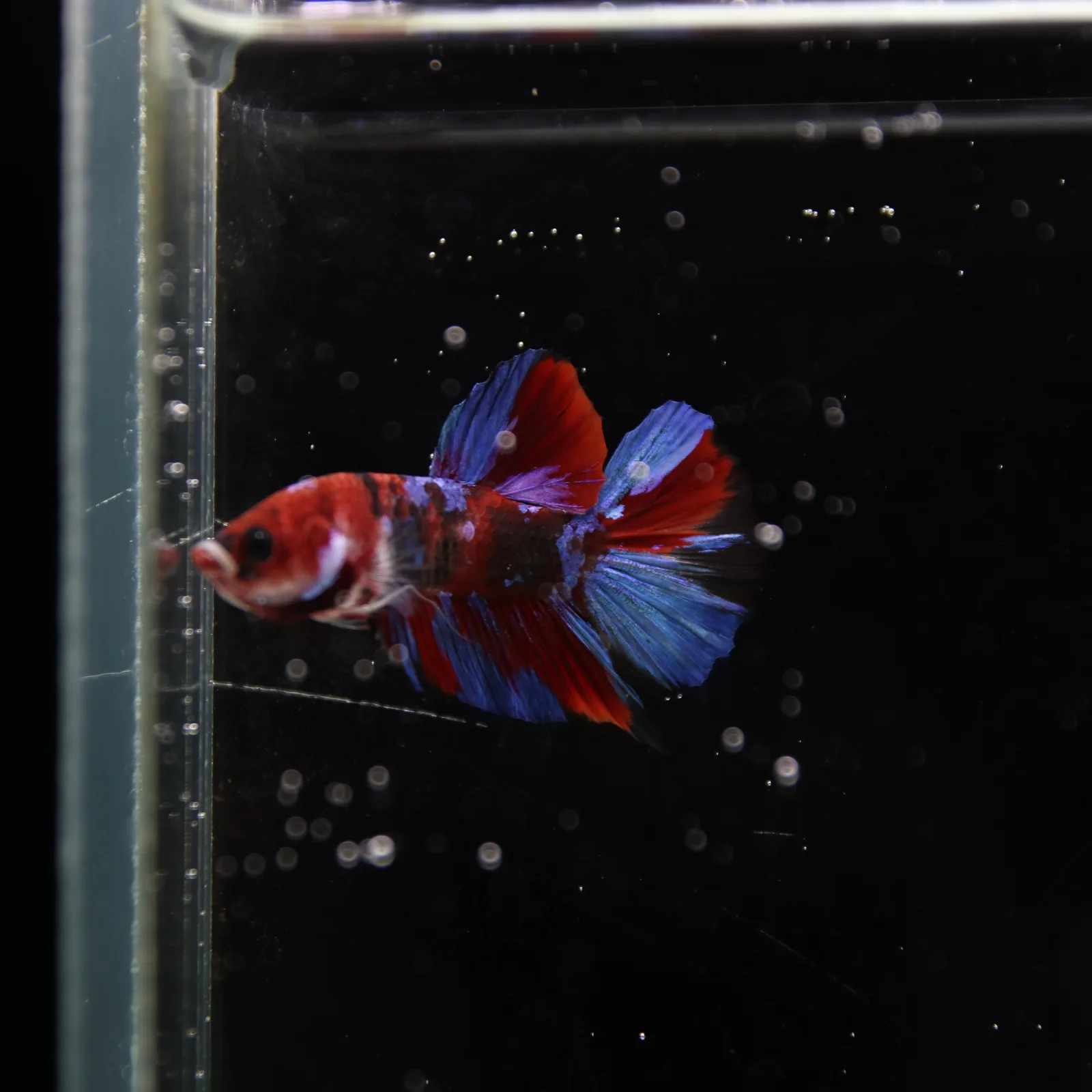 Betta Live Fish HMPK Candy media 3