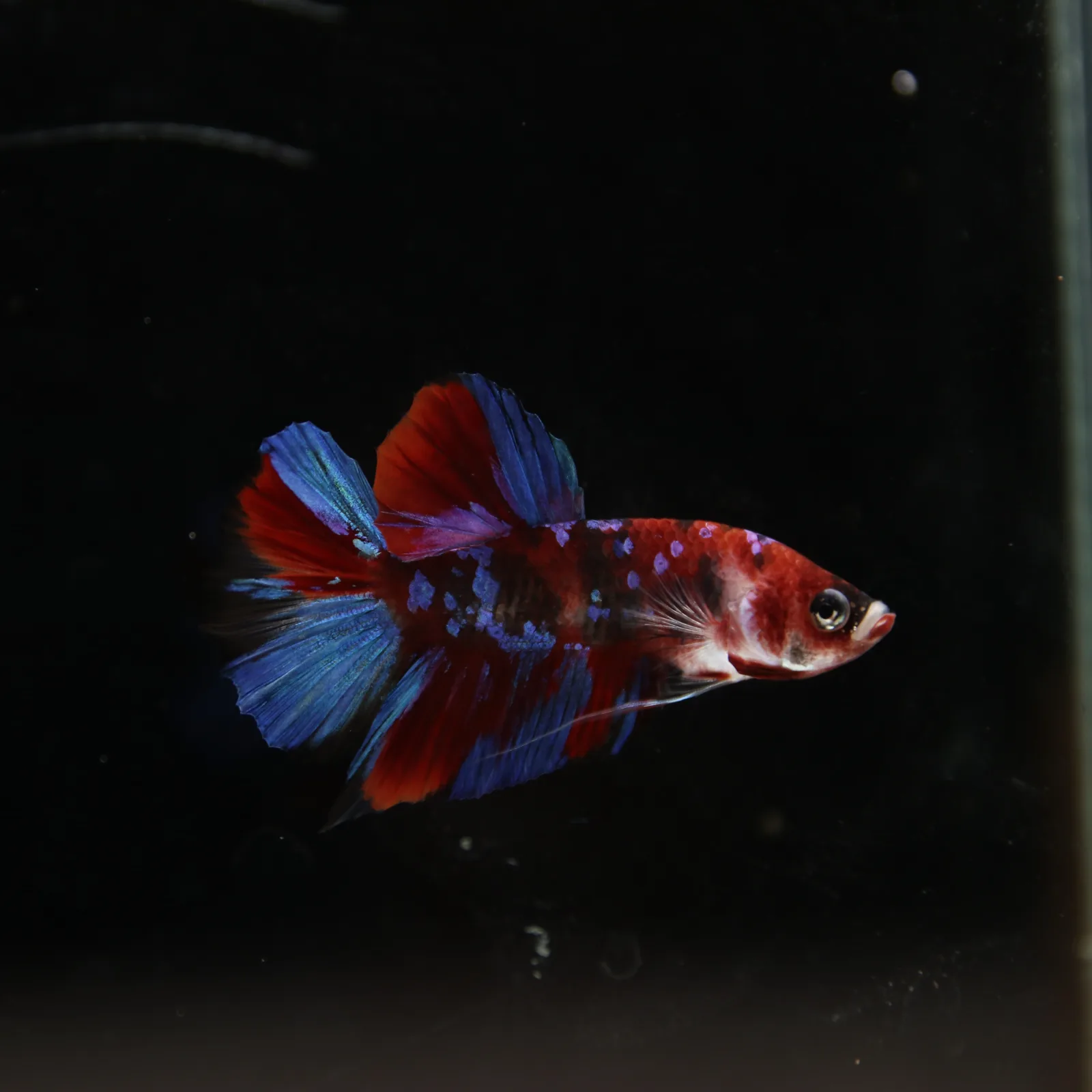 Betta Live Fish HMPK Candy media 4