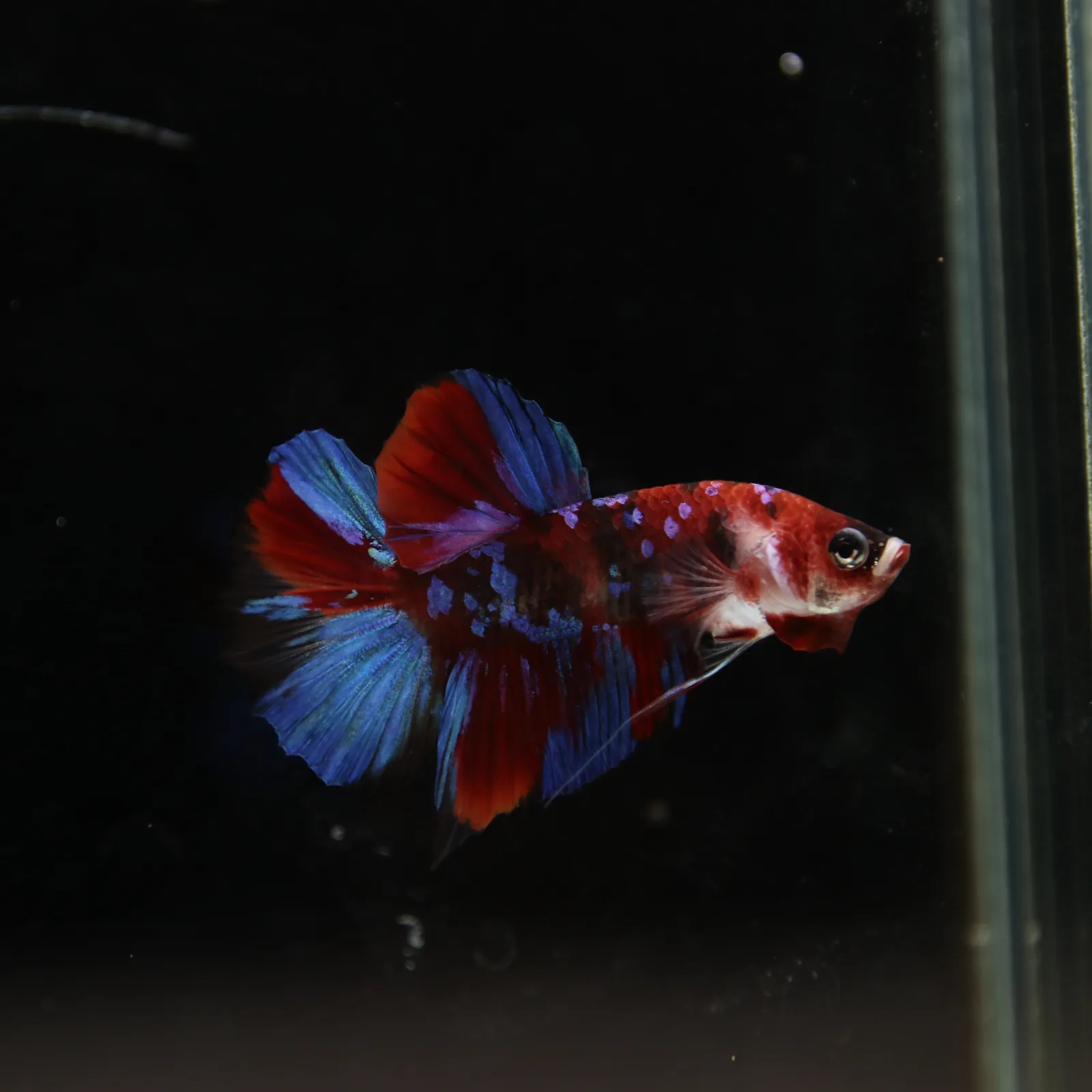 Betta Live Fish HMPK Candy media 5