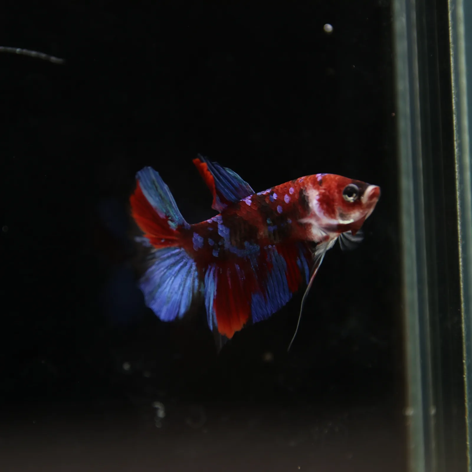 Betta Live Fish HMPK Candy media 6