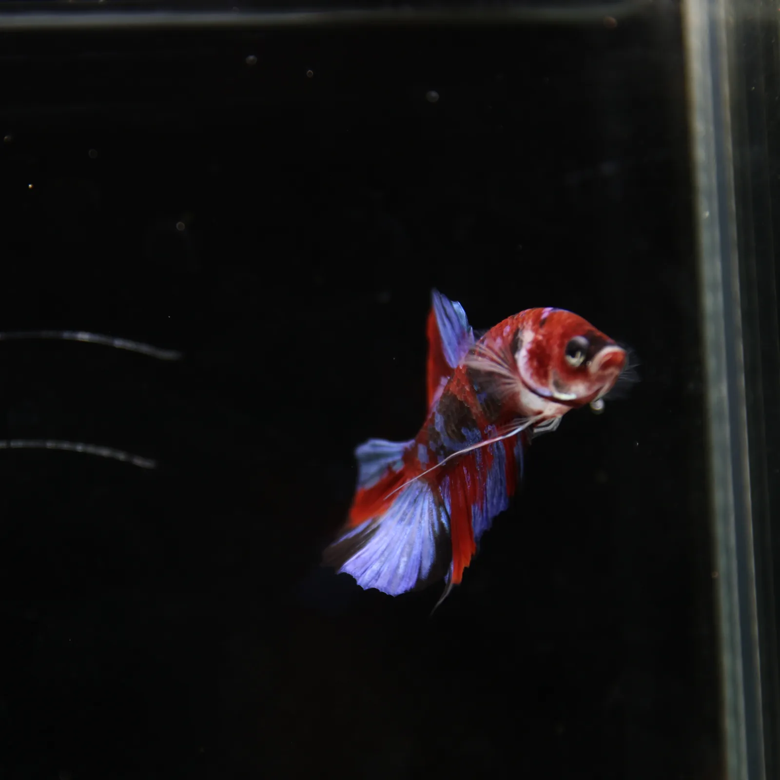 Betta Live Fish HMPK Candy media 7