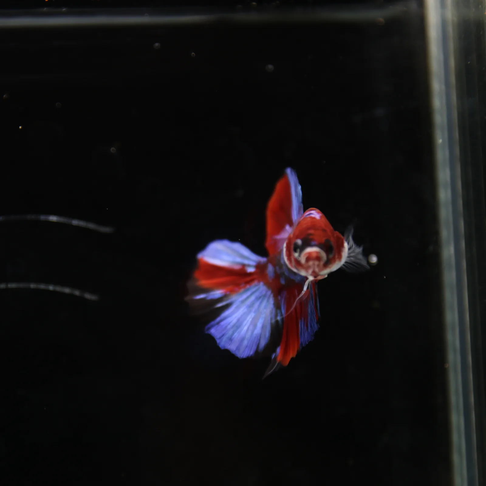 Betta Live Fish HMPK Candy media 8