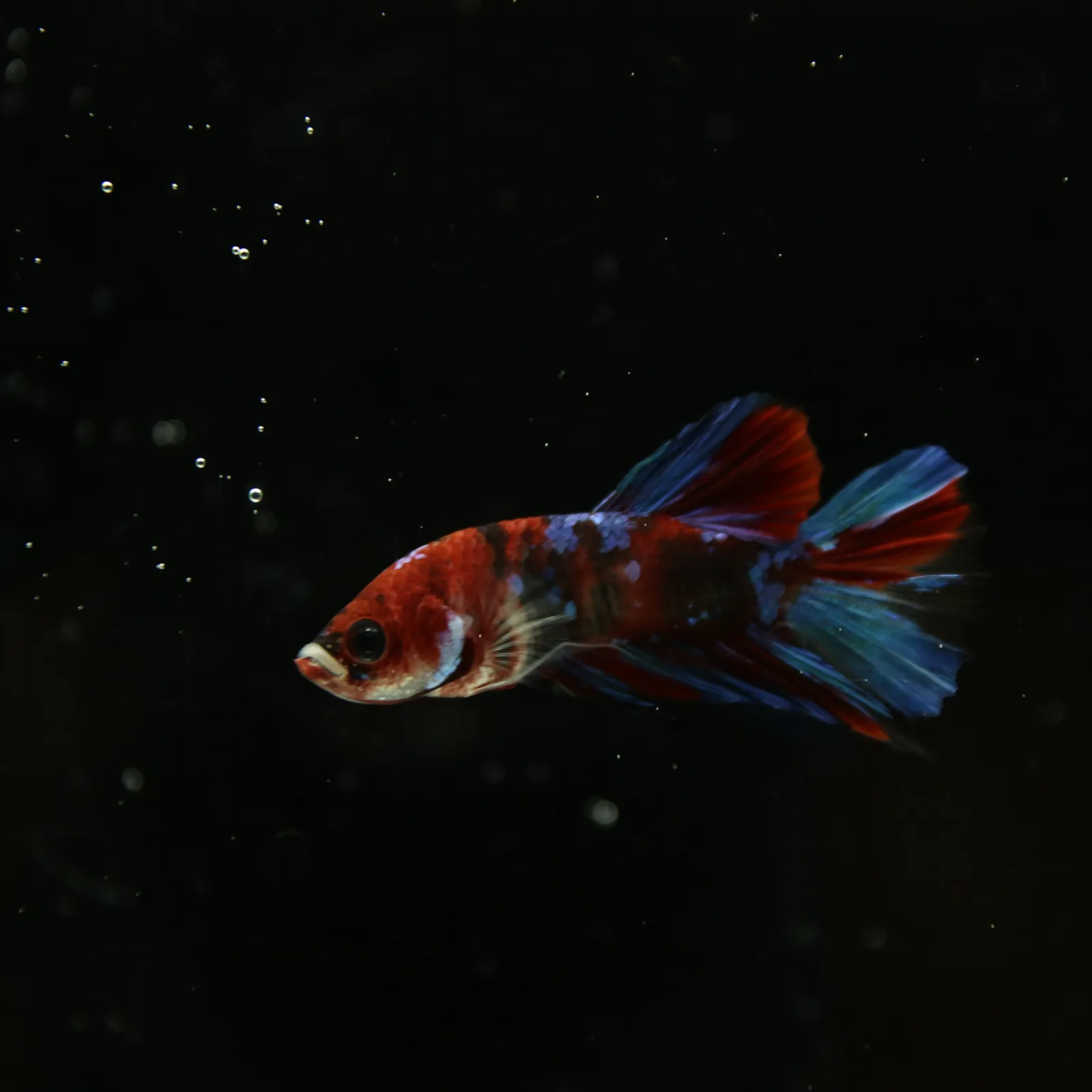 Betta Live Fish HMPK Candy media 9