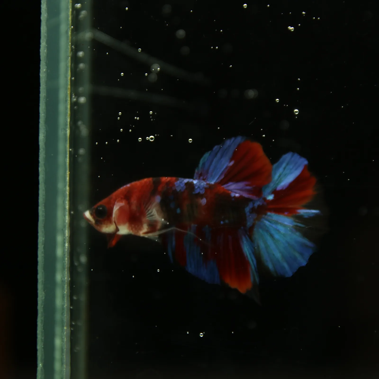 Betta Live Fish HMPK Candy media 10