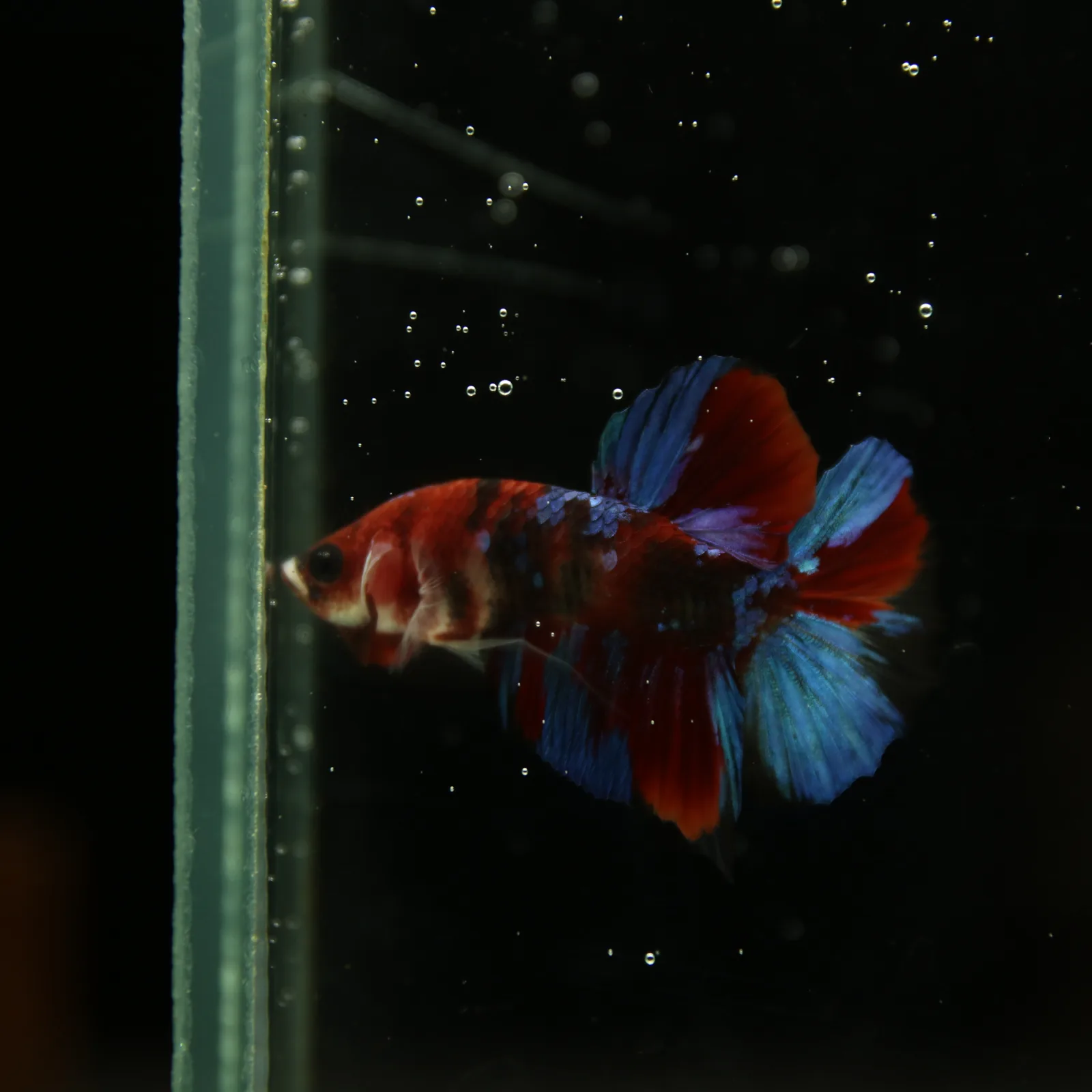 Betta Live Fish HMPK Candy media 11