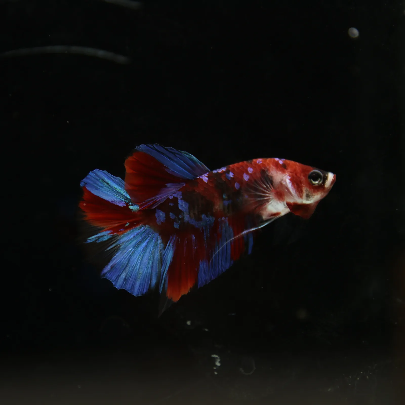 Betta Live Fish HMPK Candy media 12