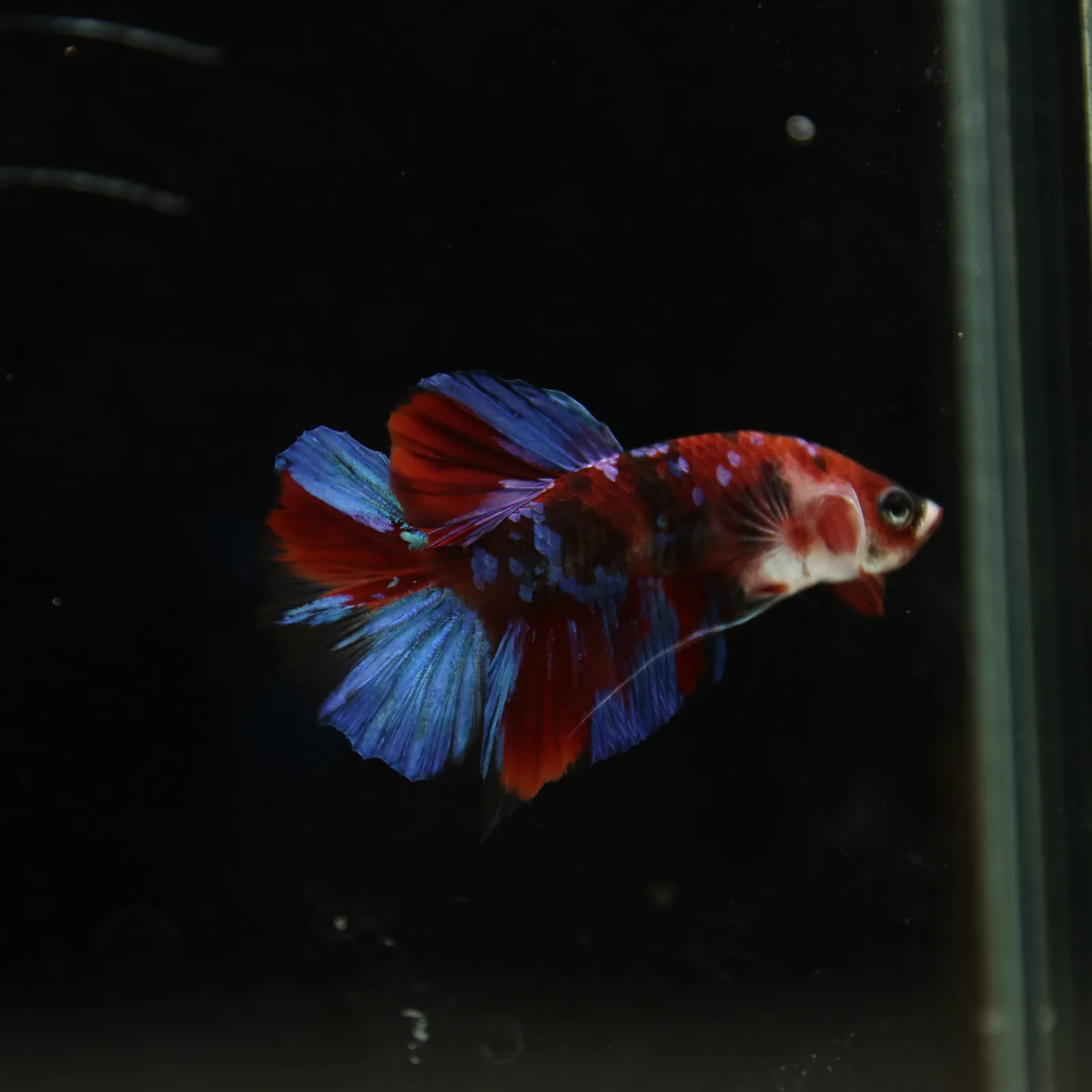 Betta Live Fish HMPK Candy media 13