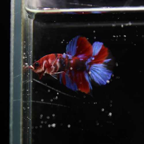 Betta Live Fish HMPK Candy