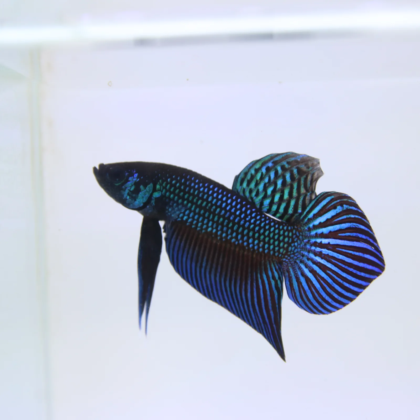Betta Mahachaiensis Green  Bid media 3