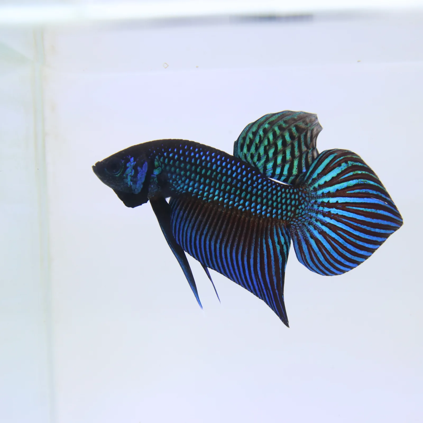 Betta Mahachaiensis Green  Bid media 4
