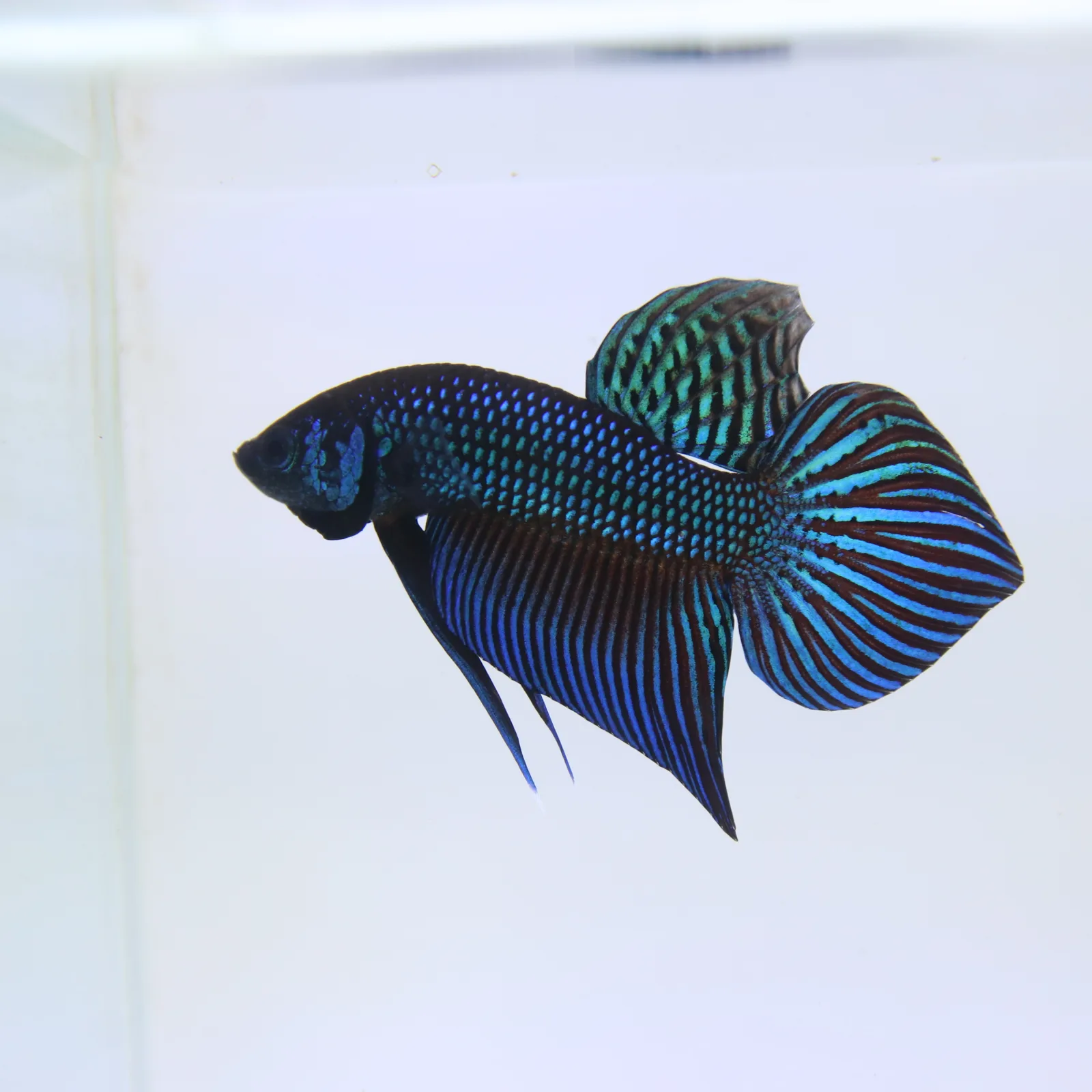 Betta Mahachaiensis Green  Bid media 5
