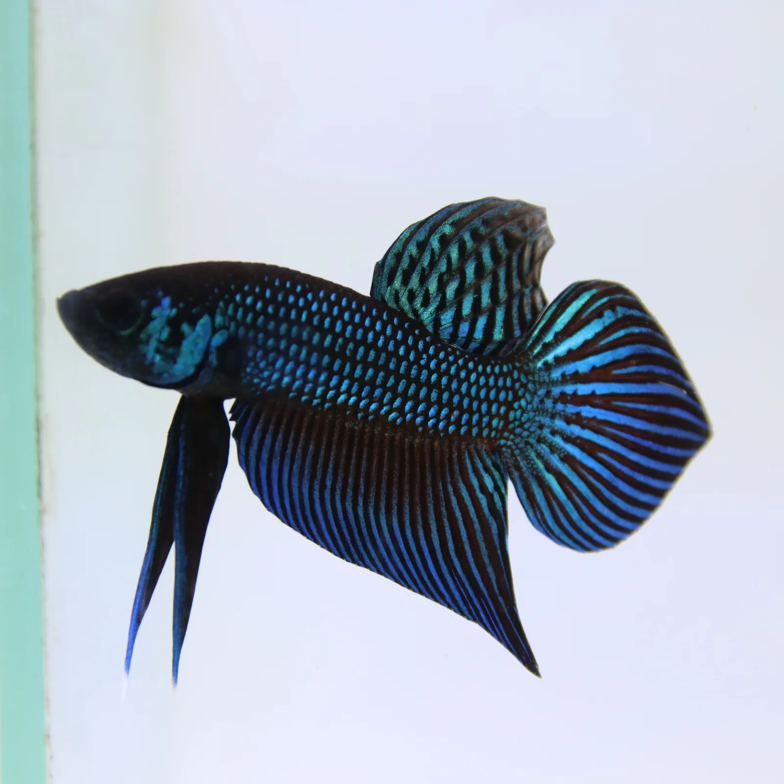 Betta Mahachaiensis Green  Bid media 6