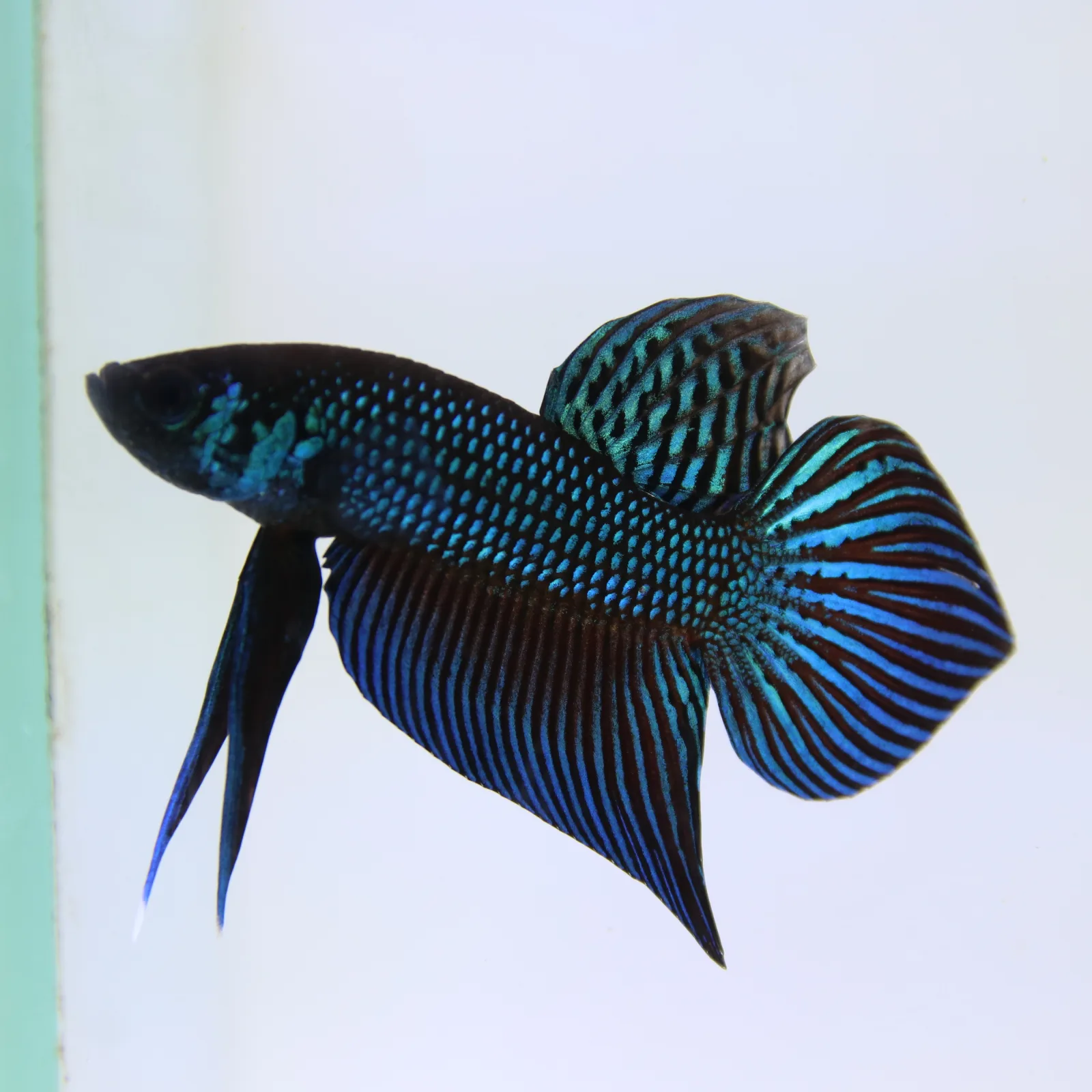 Betta Mahachaiensis Green  Bid media 7